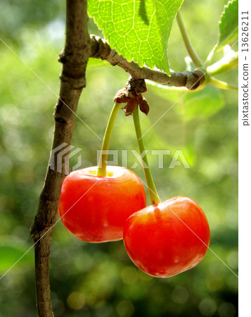 sunny cherries couple sunny cherries couple 13626211