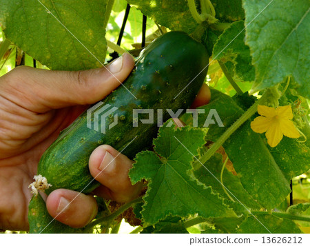 hand with cucumber hand with cucumber 13626212