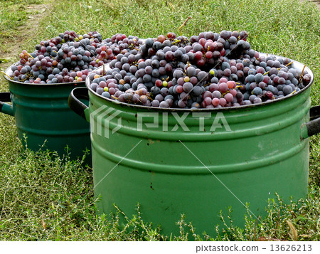 grapes harvest 13626213