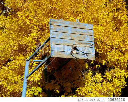 old basketball backboard 13626218