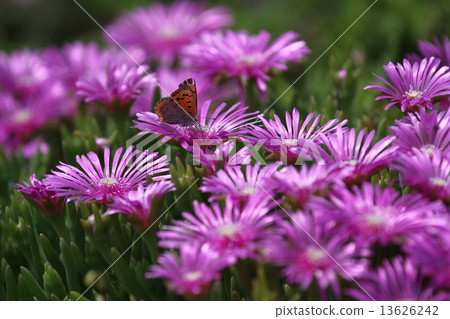 Derosperma · Couperi and Chrysanthemum butterfly 13626242