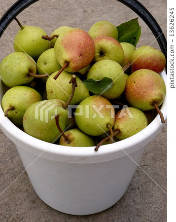 bucket full of pears bucket full of pears 13626245