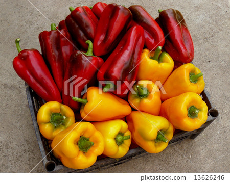 red and yellow peppers red and yellow peppers 13626246