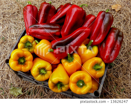 red and yellow peppers red and yellow peppers 13626247