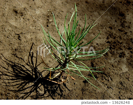 tiny pine tree seedling tiny pine tree seedling 13626248