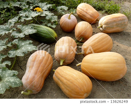 first harvested pumpkins first harvested pumpkins 13626249