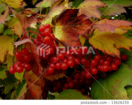 red viburnum red viburnum 13626250