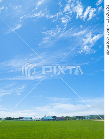 天空和雲彩和稻田 13626253