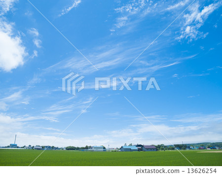 天空和雲彩和稻田 13626254