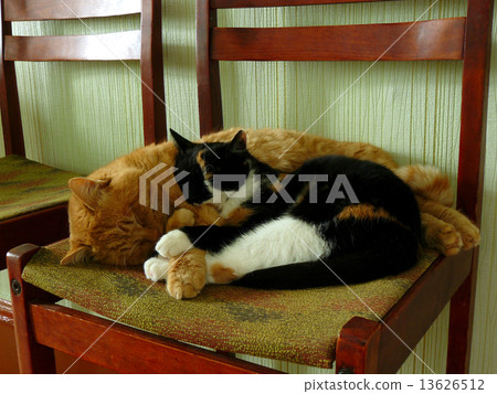 sleeping cats 13626512