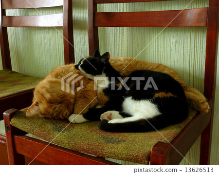 sleeping cats 13626513