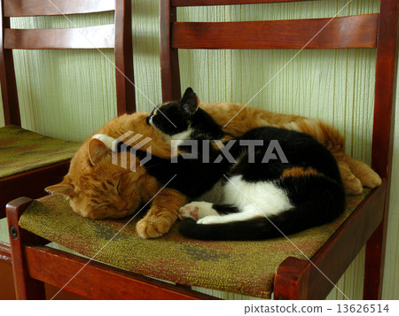 sleeping cats 13626514