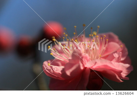 紅梅花，鮮花，自然，花樹，李子， 13626604