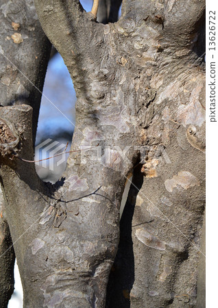 Yamabote (mountain lawman) Yamabote (mountain lawman) 13626722