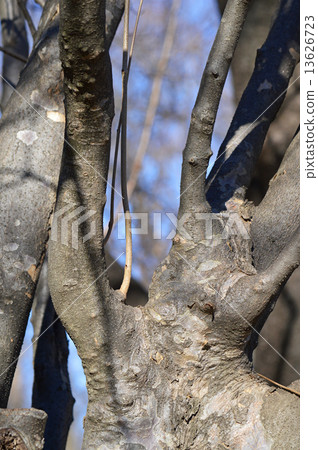 Yamabote(山地律師) Yamabote(山地律師) 13626723