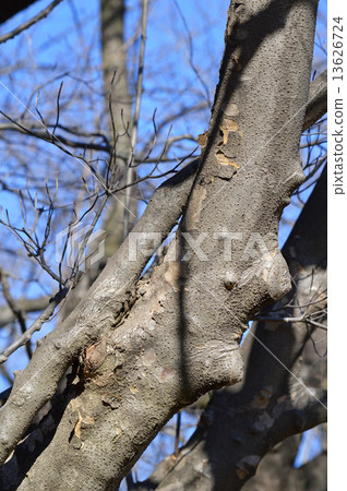 Yamabote（山地律師） 13626724