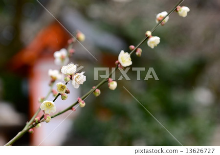 Kitano Tenman-gu的李子 Kitano Tenman-gu的李子 13626727