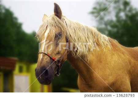 Sad Horse 13628793