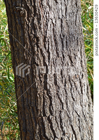 Straw fruit pine (Straw pine) 13630429
