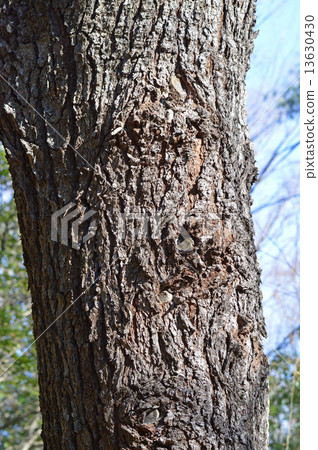 稻草松（稻草松） 13630430
