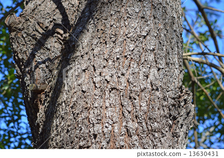 Straw fruit pine (Straw pine) Straw fruit pine (Straw pine) 13630431