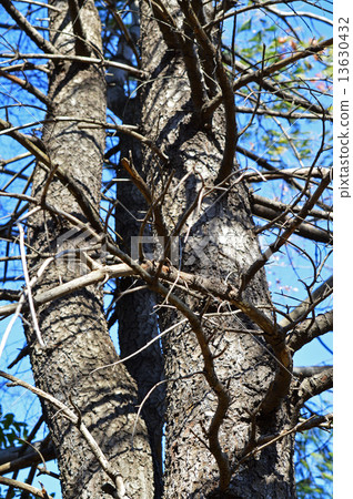 Straw fruit pine (Straw pine) Straw fruit pine (Straw pine) 13630432