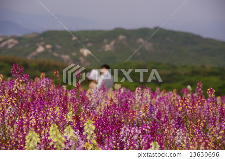 wedding wedding 13630696