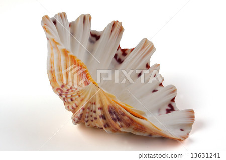 Cockleshell 13631241