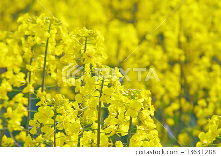 強姦開花 13631288