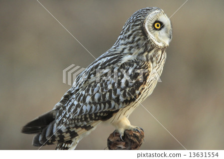 Profile of Commimizuku Profile of Commimizuku 13631554