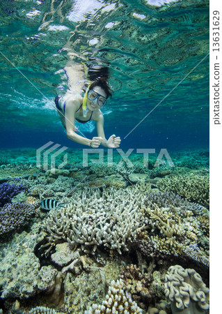 A woman who snorkelers at the Great Barrier Reef 13631629