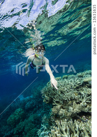 A woman who snorkelers at the Great Barrier Reef A woman who snorkelers at the Great Barrier Reef 13631635