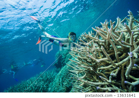 A woman who snorkelers at the Great Barrier Reef A woman who snorkelers at the Great Barrier Reef 13631641