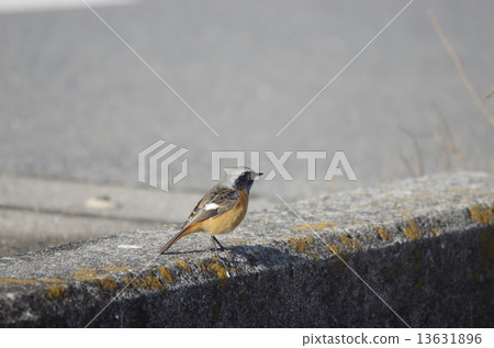 The water basketball (male) The water basketball (male) 13631896