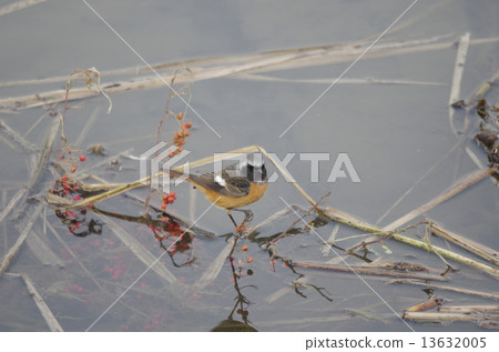 The water basketball (male) 13632005