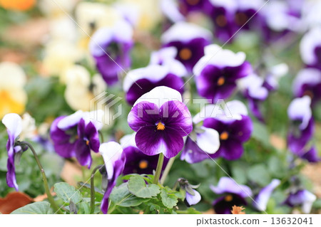 Pansy flowers 13632041