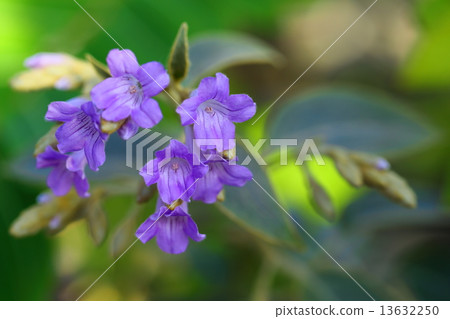 Strobiantes·Ranata 13632250