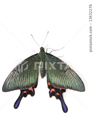 烏鴉beage蝴蝶女性白色背景 13632276