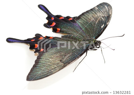 Crow beage butterfly female white background Crow beage butterfly female white background 13632281