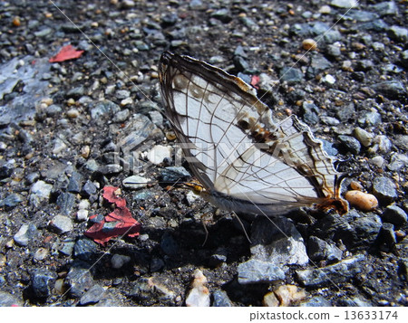 A butterfly A butterfly 13633174