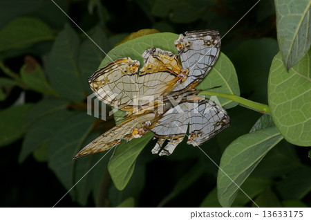 A butterfly A butterfly 13633175