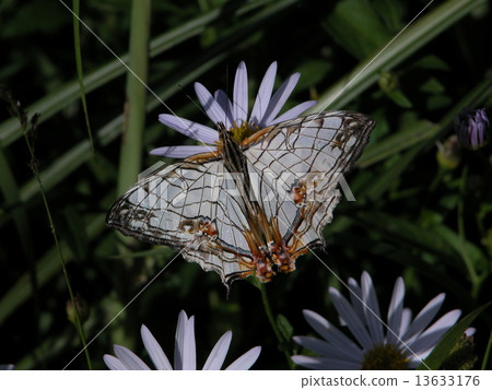 A butterfly A butterfly 13633176