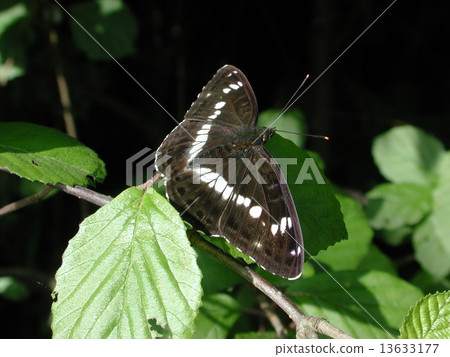 Ichimon銀杏 13633177