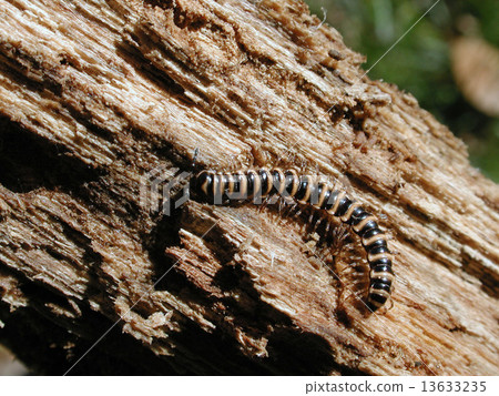 Yamato Akayasde 13633235