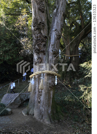四國神社佛寺67號佛教寺院“Daego-ji”接近香川縣指定的天然紀念碑“小松尾寺的Kaya”和香川縣保護樹“大生寺的大金槍魚” 四國神社佛寺67號佛教寺院“Daego-ji”接近香川縣指定的天然紀念碑“小松尾寺的Kaya”和香川縣保護樹“大生寺的大金槍魚” 13633323