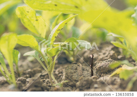 Young businessman stand in the outdoor 13633858