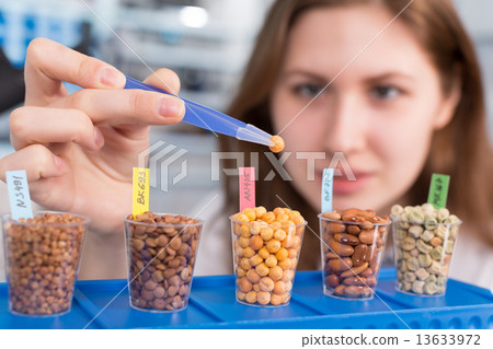 girl in the laboratory of food quality tests  legumes grain 13633972