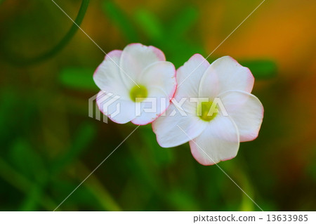 Oxalis · Versicolor Oxalis · Versicolor 13633985