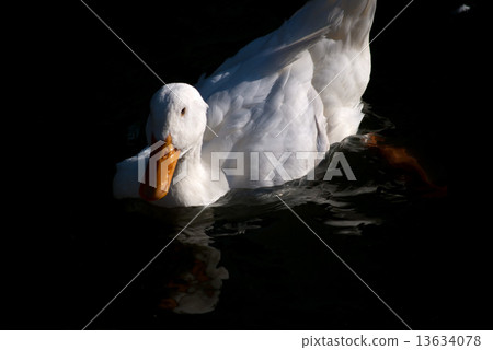 duck	 13634078