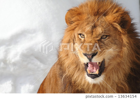 獅子隆重 13634154